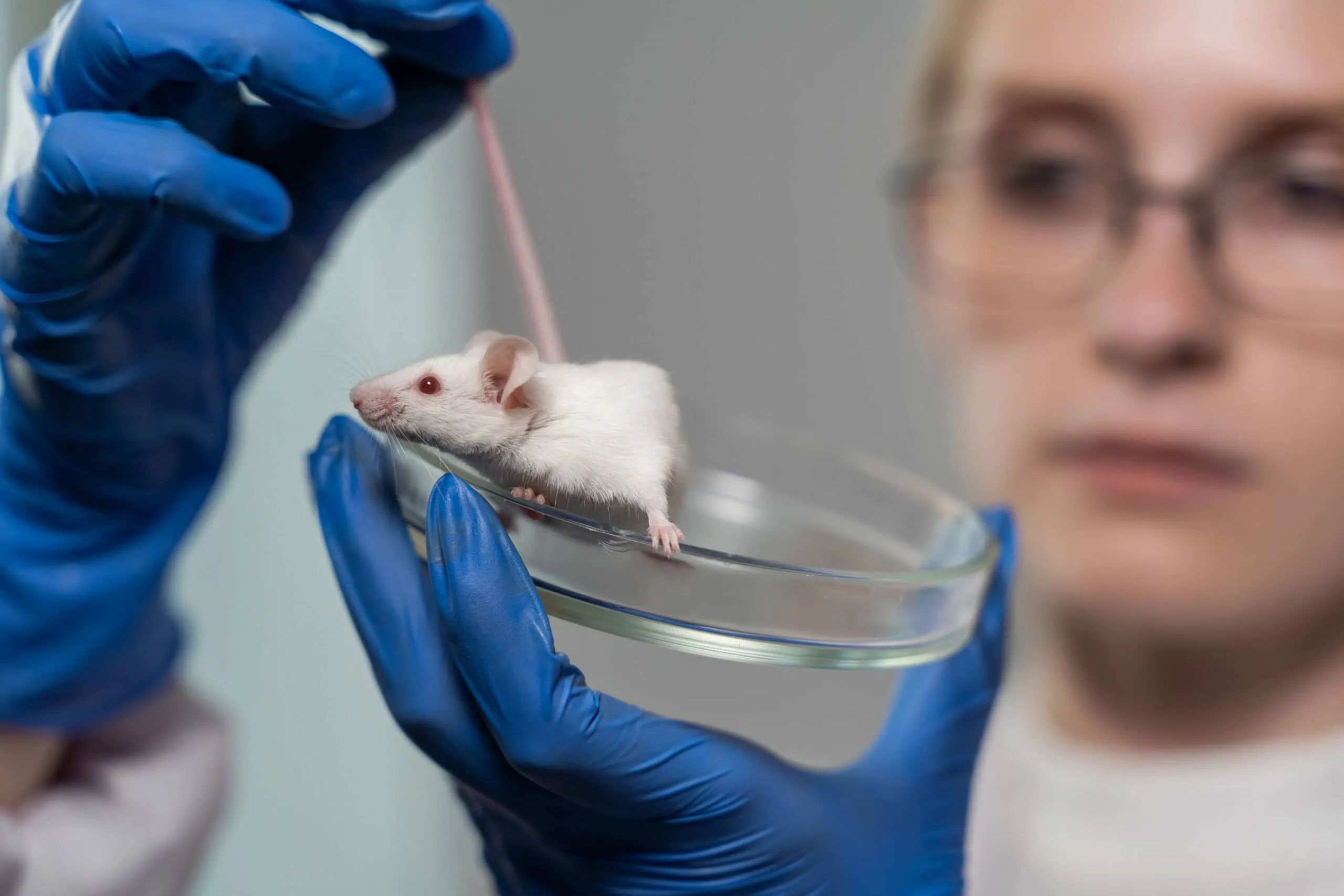 Testing Drugs And Vaccine On Mice