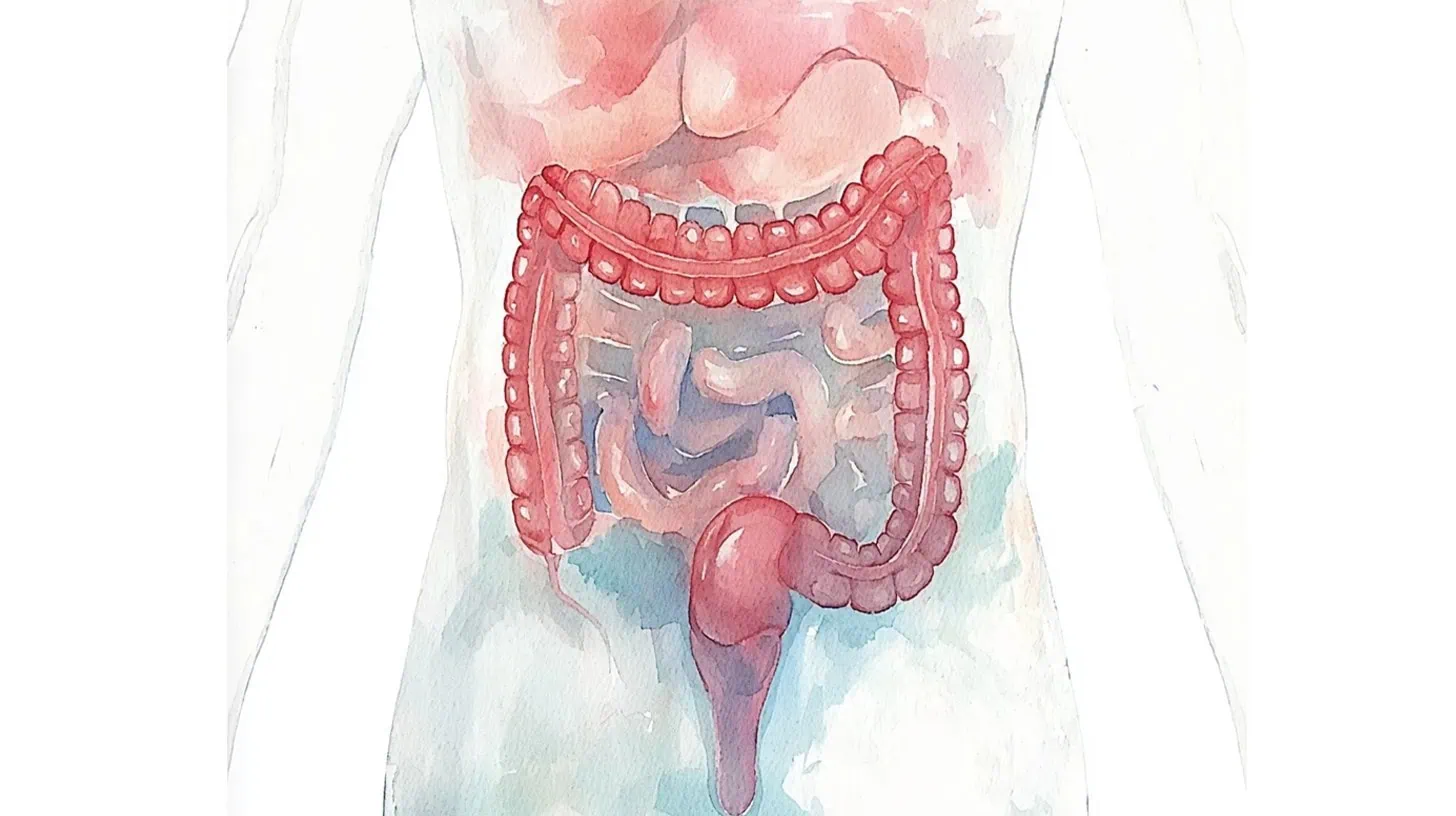 Cc4863 Watercolor Illustration Of A Red Gut Ar 9151 Profi