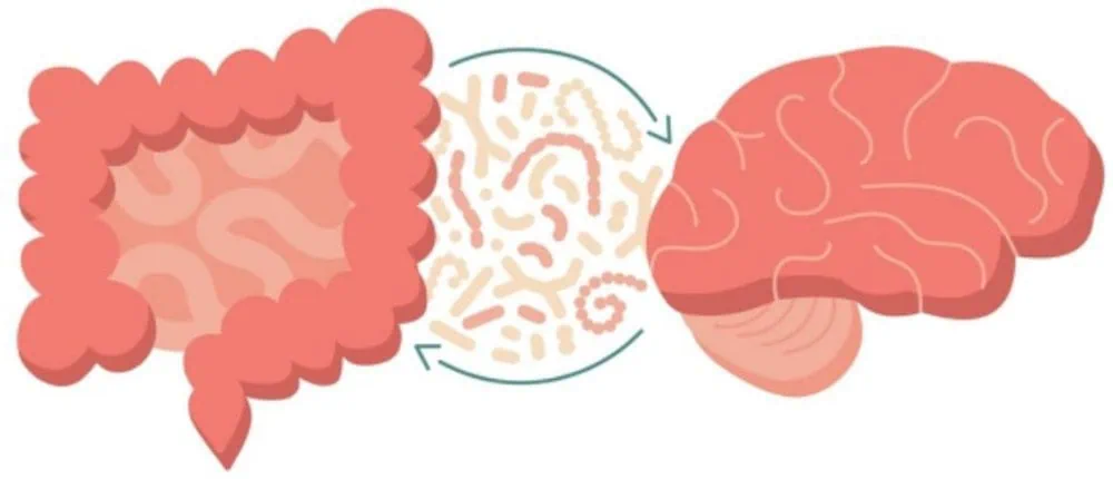 Gut Brain Axis Illustration