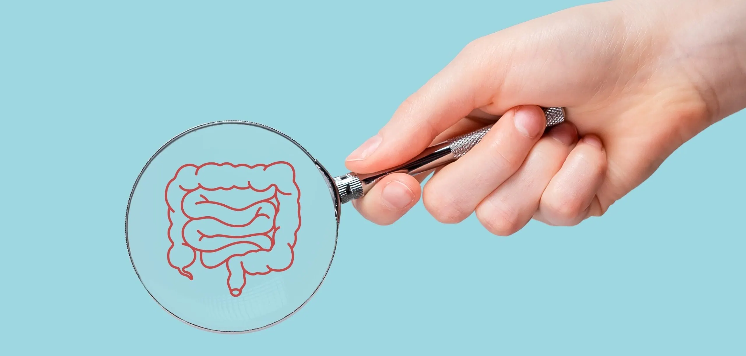Intestine,,colon,health,,study,through,magnifying,glass.